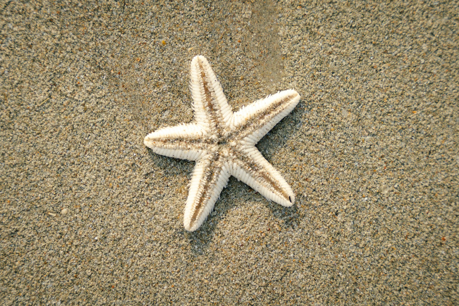 A white starfish laying on top of a sandy beach